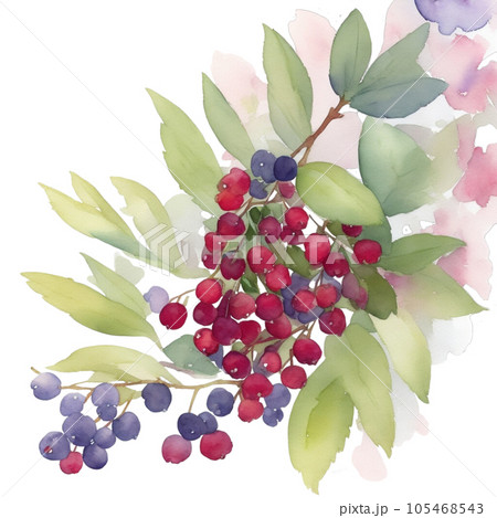 Bearberry fruits branch with leaves composition realistic botanical watercolor illustration Bearberry fruits branch with leaves composition realistic botanical watercolor illustration 105468543
