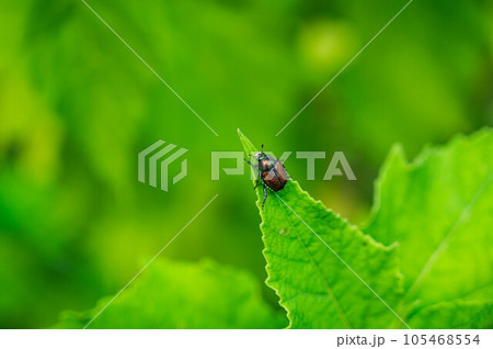 葉の上のマメコガネ 葉の上のマメコガネ 105468554
