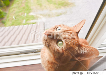 窓辺で空を見上げている猫 窓辺で空を見上げている猫 105468569