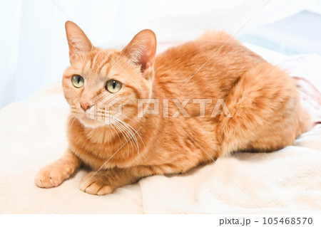 飼い主を見上げる茶トラ猫 飼い主を見上げる茶トラ猫 105468570
