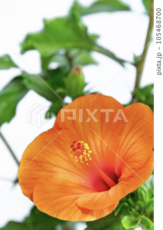 鮮やかなハイビスカス　サマーブリーズ 105468700