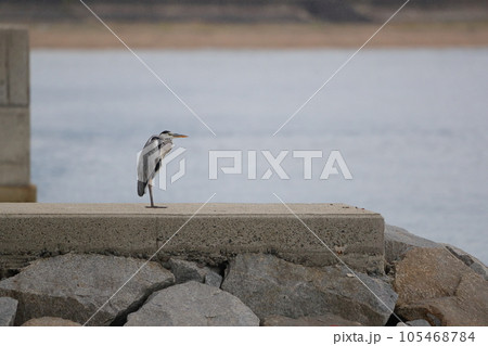 テトラポットに立つアオサギ 105468784
