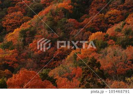 紅葉した山 105468791
