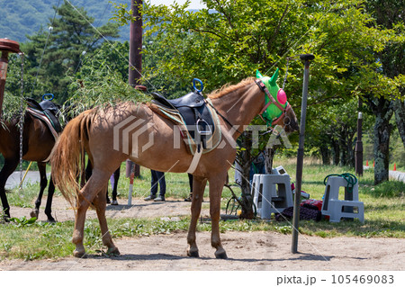 高原で働く馬 群馬県榛名山 高原で働く馬 群馬県榛名山 105469083