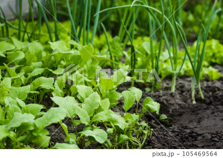 Onions, radishes and lettuce grow in the greenhouse. Close-up. Ecological concept of vegetables and herbs. Healthy food. Growing in a greenhouse at home. Organic products. 105469564