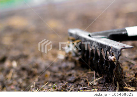 Defocus Close-up garden rake. Black metal rake is being pulled through dry soil ready for planting. old rake on a garden bed. spring cleaning. Turf, dry grass, garbage. Out of focus 105469625