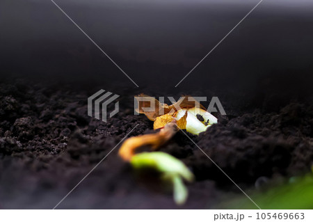 Defocus One bulb onion is planted in soil. Home greenhouse. Black earth. Early spring. Leek. Germination of organic vegetables. DIY gardening. Out of focus Defocus One bulb onion is planted in soil. Home greenhouse. Black earth. Early spring. Leek. Germination of organic vegetables. DIY gardening. Out of focus 105469663