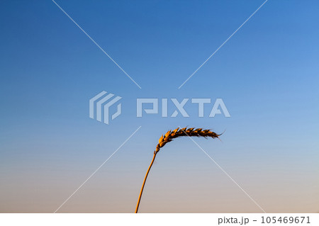 One Stem Of Rye On Sunset. One spikelet of wheat on blue clear sky in a sunny summer hot day in a wide yellow field. Season of a harvesting. Close up of corn. Selective focus 105469671