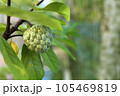 green custard apple tree in the garden or cherimoya plants applicable for banners, posters, information graphics, prints layout covering books, magazine page, advertising materials, advertisement, ads 105469819