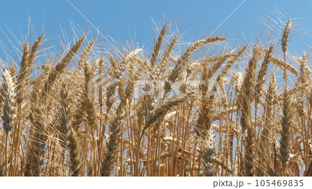 ears wheat field sky summer farm. griculture. farming. yellow spikes sway wind field. ripe spikelets wheat grain shakes wind. big harvest wheat summer. harvest season summer. ears wheat field 105469835