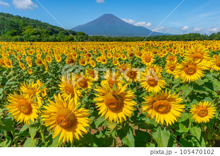 富士山とひまわり　山中湖　花の都公園 105470102