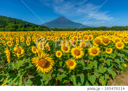 富士山とひまわり 山中湖 花の都公園 富士山とひまわり 山中湖 花の都公園 105470114