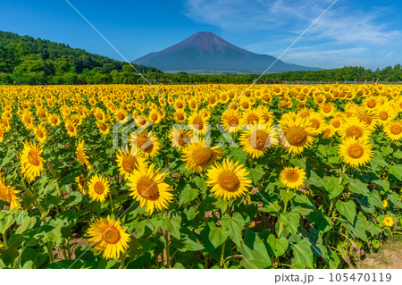 富士山とひまわり　山中湖　花の都公園 105470119