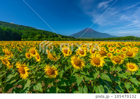 富士山とひまわり 山中湖 花の都公園 富士山とひまわり 山中湖 花の都公園 105470132