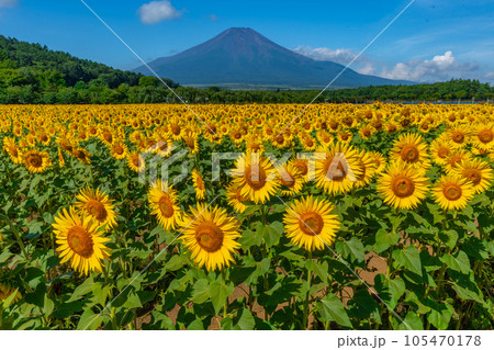 富士山とひまわり　山中湖　花の都公園 105470178
