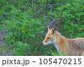 キタキツネ 105470215