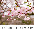 半八重咲きの可憐な桜②【横】 105470316