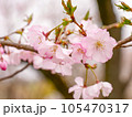 半八重咲きの可憐な桜③【寄り】 105470317