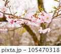 半八重咲きの可憐な桜➃【引き】 105470318
