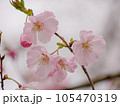 半八重咲きの可憐な桜①【アップ】 105470319