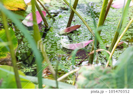Light pink lotus petals that have fallen into the pond. Nelumbo nucifera 105470352