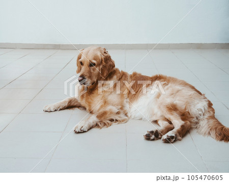 Young golden labrador retriever resting after playing ball on the terrace Young golden labrador retriever resting after playing ball on the terrace 105470605