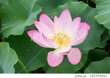 I found a lotus with deep pink petals in full bloom in a pond. Nelumbo nucifera 105470681