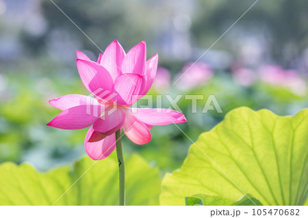 I found a lotus with deep pink petals in full bloom in a pond. Nelumbo nucifera 105470682