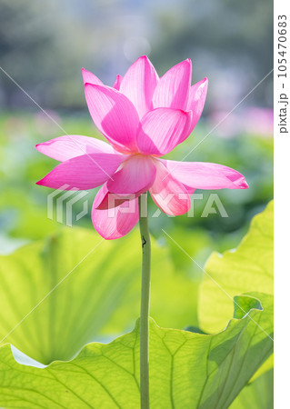 I found a lotus with deep pink petals in full bloom in a pond. Nelumbo nucifera I found a lotus with deep pink petals in full bloom in a pond. Nelumbo nucifera 105470683