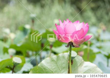 I found a lotus with deep pink petals in full bloom in a pond. Nelumbo nucifera I found a lotus with deep pink petals in full bloom in a pond. Nelumbo nucifera 105470685