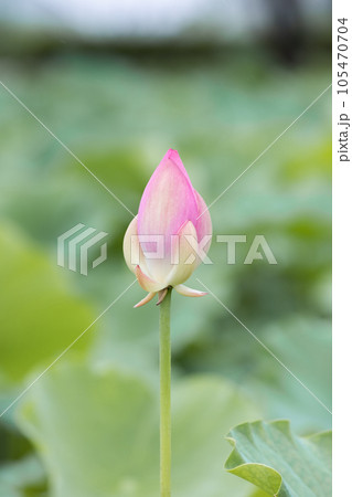 A pale pink lotus flower bud found in a pond. Nelumbo nucifera A pale pink lotus flower bud found in a pond. Nelumbo nucifera 105470704
