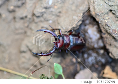 ノコギリクワガタ 105470749