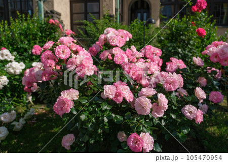 クラシックハウス　東京ガーデンテラス紀尾井町　東京都千代田区 105470954