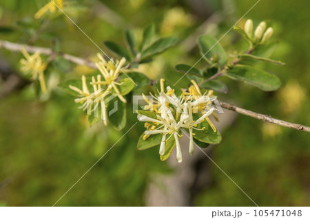 花が最初は白色でその後に黄色くなることからキンギンボクと名付けられた 105471048