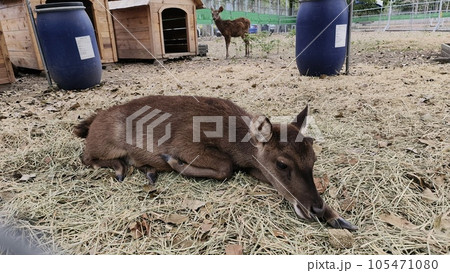 動物 動物学 哺乳類 105471080
