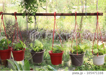 neon money plant on hanging pot neon money plant on hanging pot 105471108