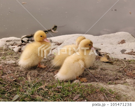 鳥 動物 動物学 105471238
