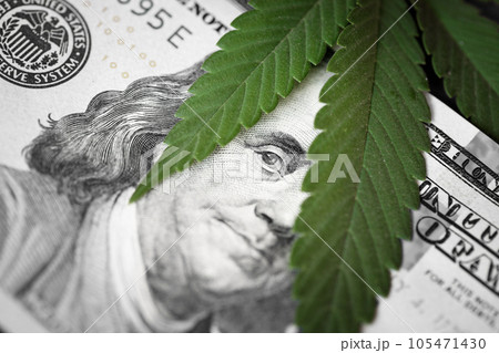 Money and marijuana. Concept of business, medicine and selling hemp, drugs. 105471430