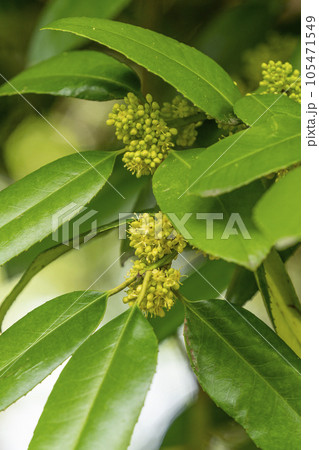 葉に字が書けることで知られるタラヨウの小さな花が丸く集合した淡い黄色の花 葉に字が書けることで知られるタラヨウの小さな花が丸く集合した淡い黄色の花 105471549