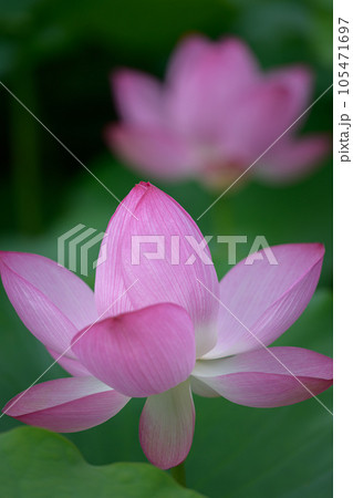 可憐な蓮の花 上野公園 可憐な蓮の花 上野公園 105471697