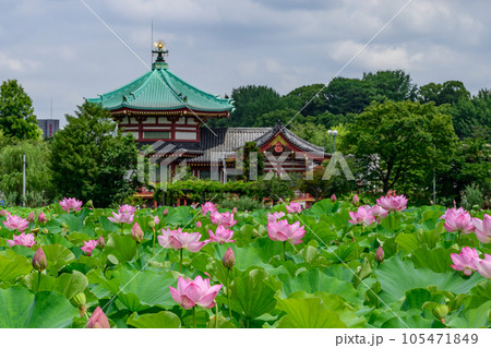 不忍池 辯天堂と蓮の池 上野公園 東京都台東区 不忍池 辯天堂と蓮の池 上野公園 東京都台東区 105471849