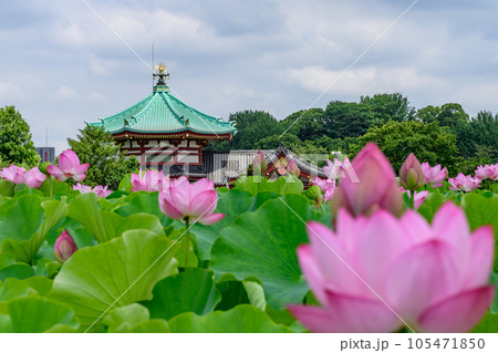 不忍池　辯天堂と蓮の池　上野公園　東京都台東区 105471850
