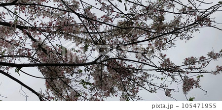 桜 さくら サクラ 105471955