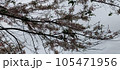 桜 さくら サクラ 105471956