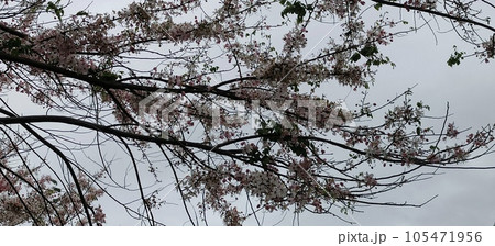 桜 さくら サクラ 105471956