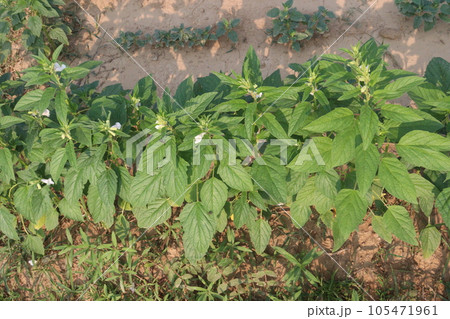 Sesamum tree plant on farm Sesamum tree plant on farm 105471961