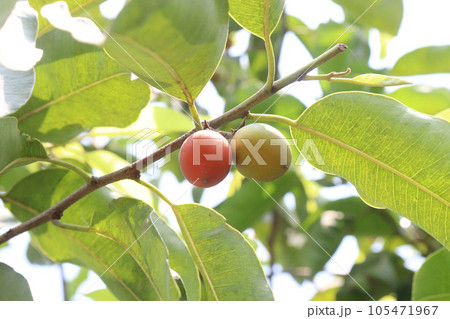 Mimusops elengi tree plant on nursery 105471967