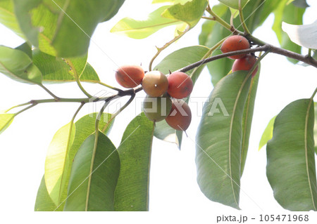Mimusops elengi tree plant on nursery 105471968