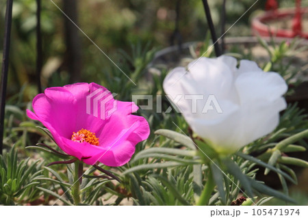 Moss-rose purslane flower on hanging pot Moss-rose purslane flower on hanging pot 105471974