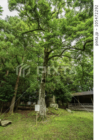 小浜　若狭姫神社　招霊の木　福井県小浜市 105472292